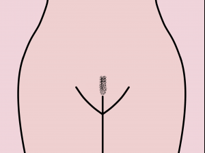 Female Pubic Hair Bush