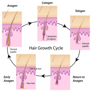 how long to let hair grow before brazilian wax