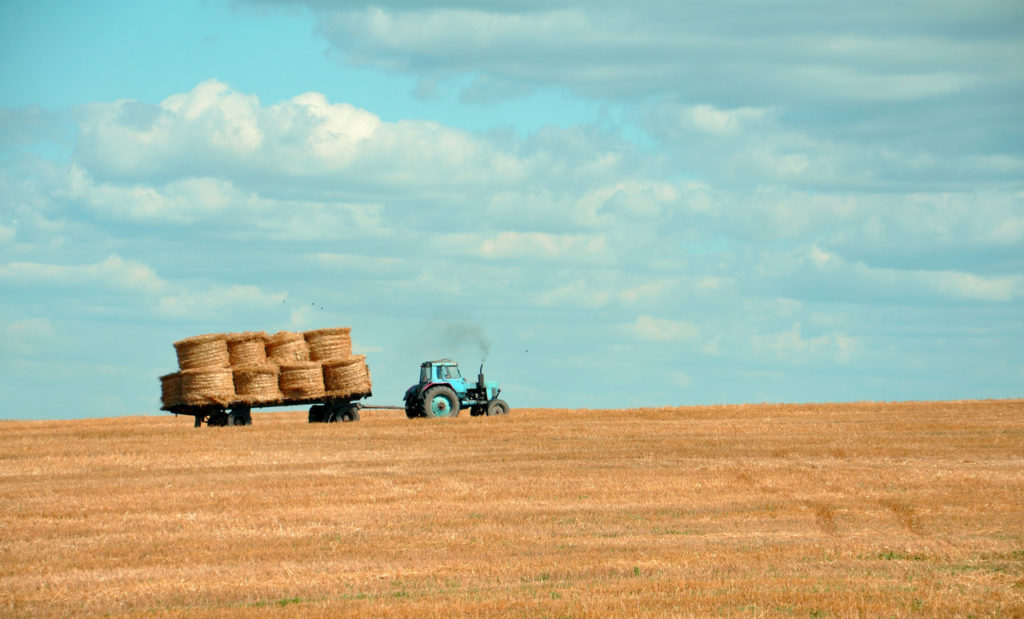 Field of hay stubble